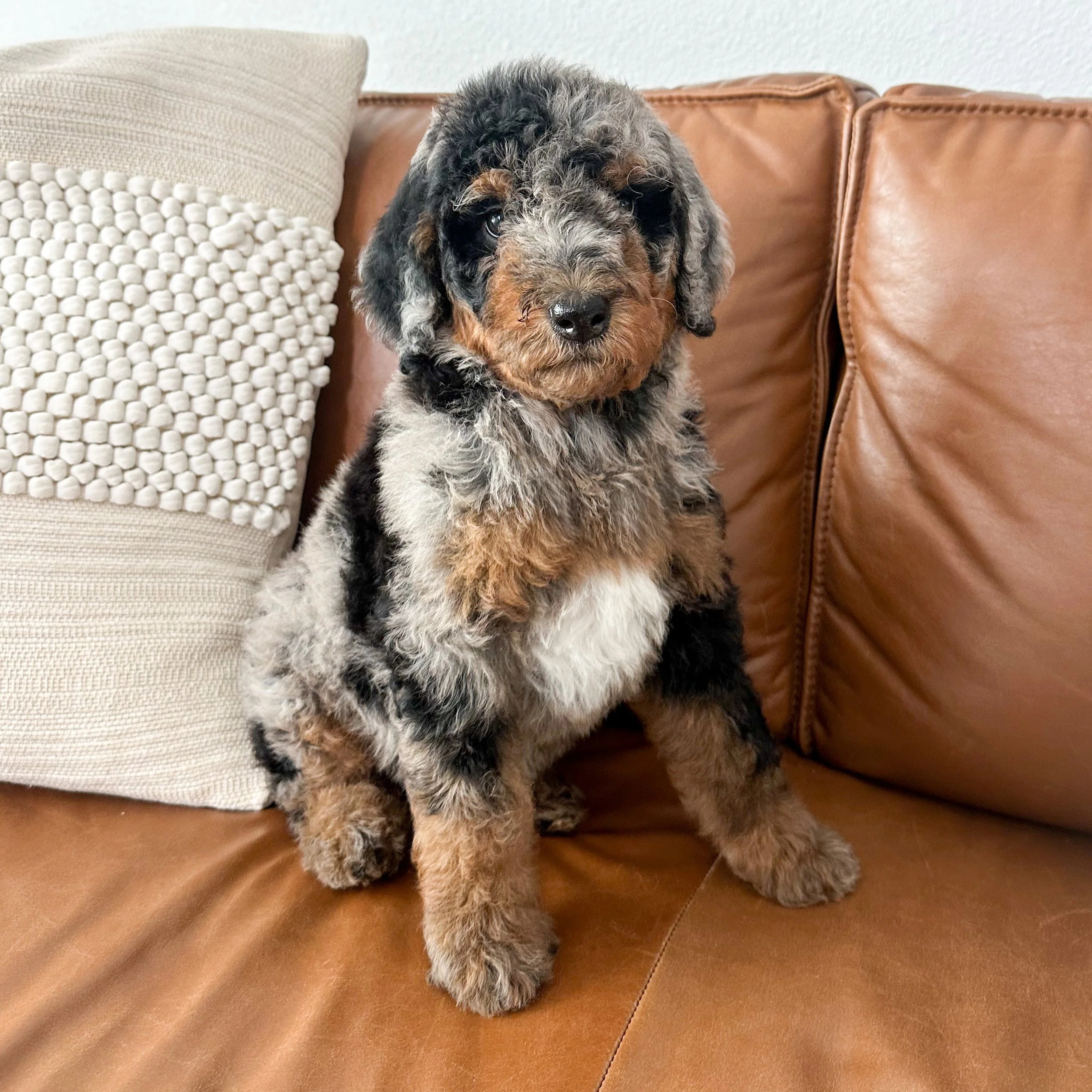 Grey bernedoodle 2024